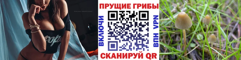 Галлюциногенные грибы Magic Shrooms  Купить закладки  Гай 